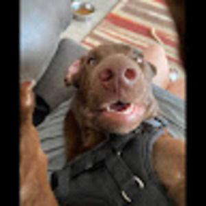 Meet your Posher, Holly